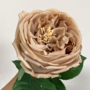 45cm Bloom Diameter 7cm Real Touch Artificial Austin Rose Flower - Image 10