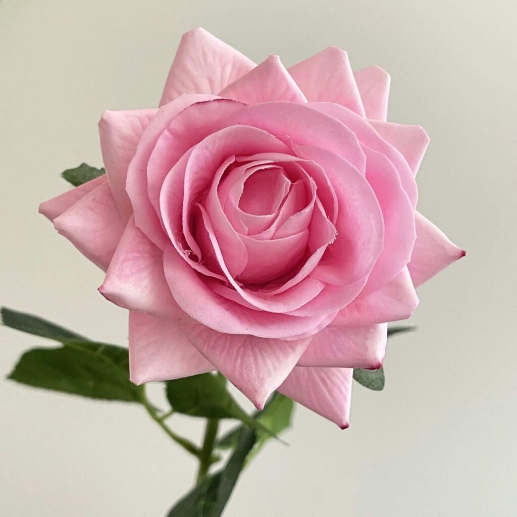 43cm Real Touch Artificial Rose Flower