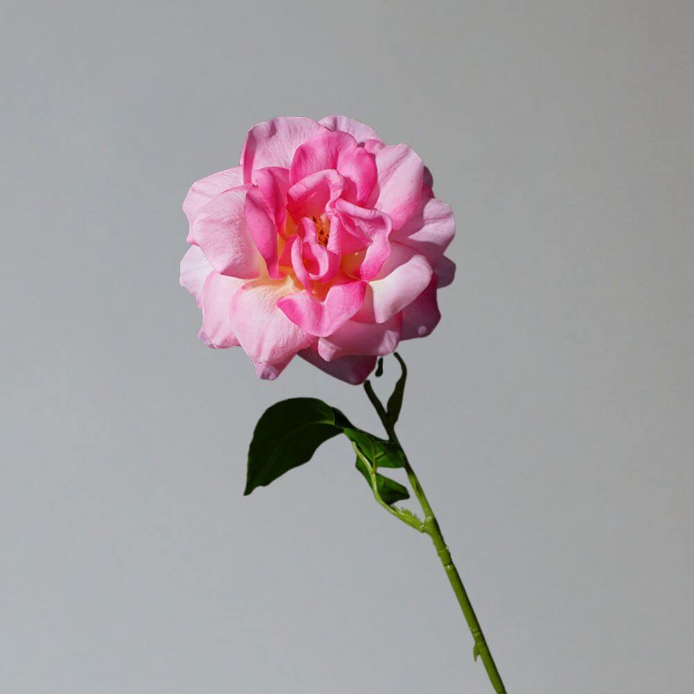 60cm Soft Rubber Real Touch Artificial Rose